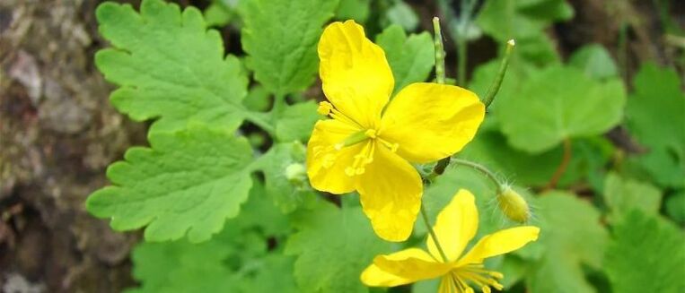 celandine for the treatment of psoriasis on the head